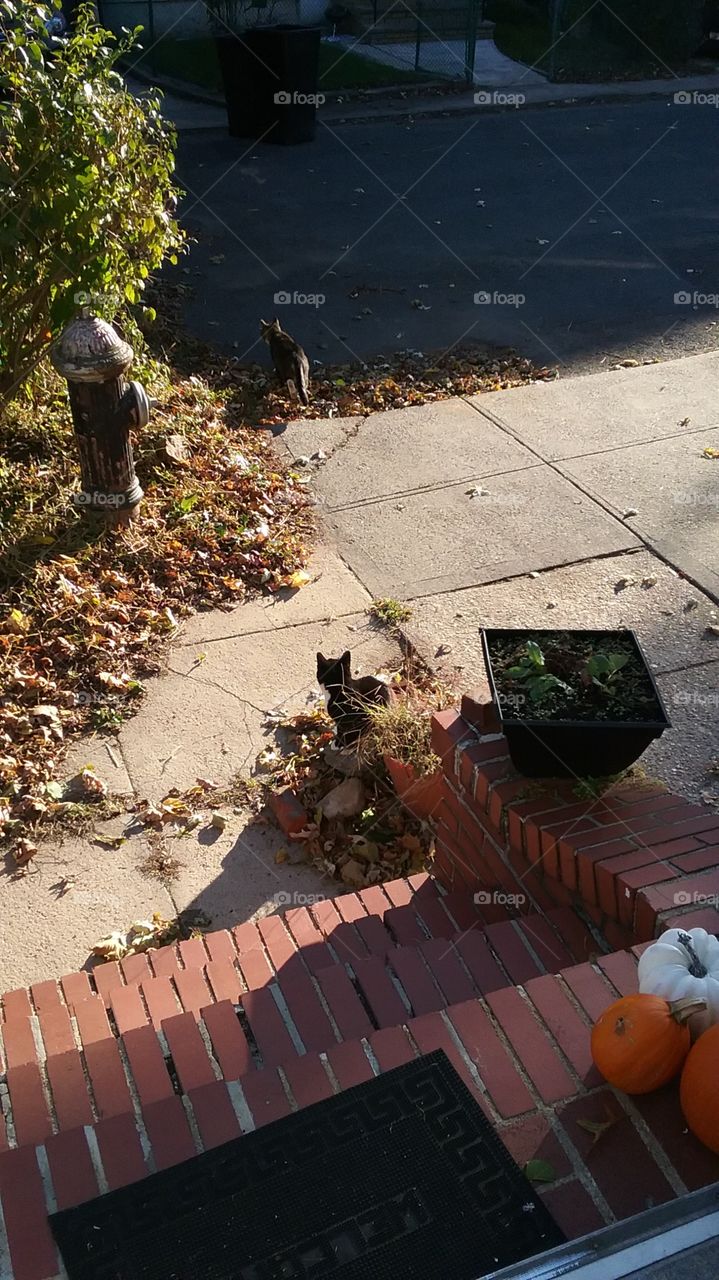 Black cat looking up at house