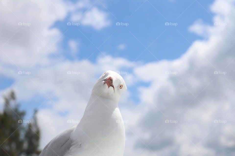 This was a quick snap I got of a little seagull who was fascinated by my camera! 