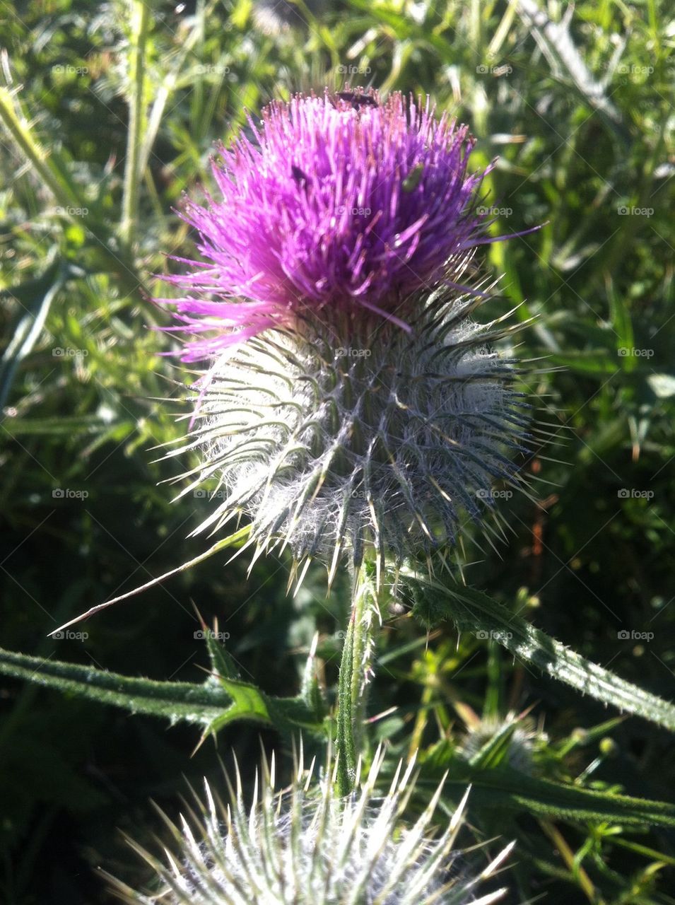 Thistle