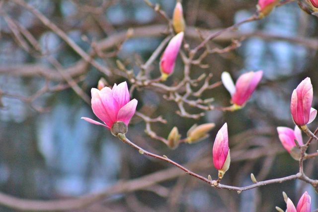 Tree Blossom