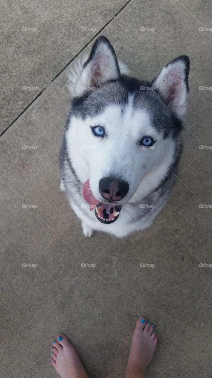 Alaska the Siberian Husky is looking at mommy smiling and happy as always