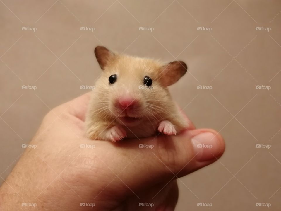 hamster girl