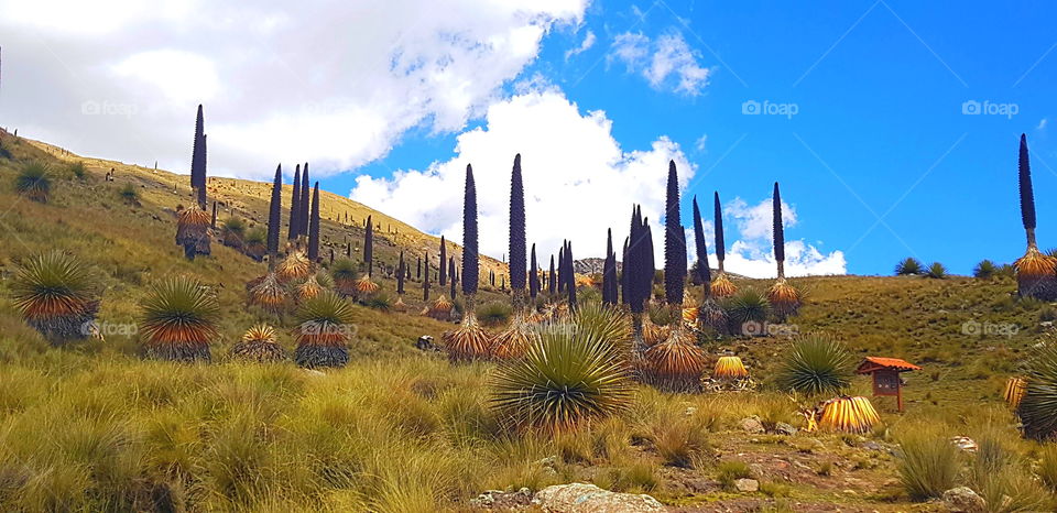 nature cactus sky sun