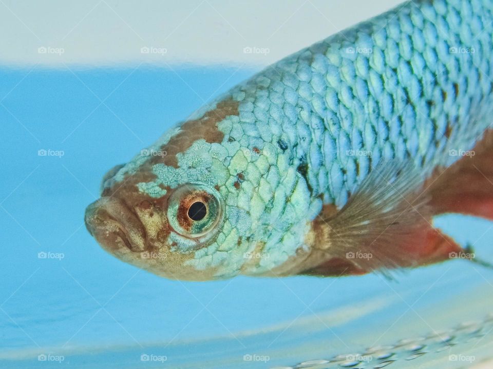 Fish betta splendens in a glass jar, red and blue, macro