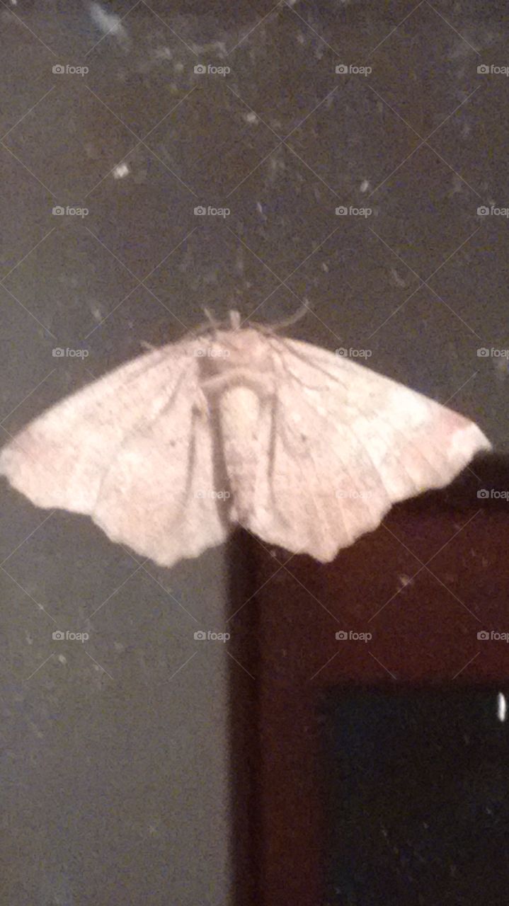 moth on the front door
