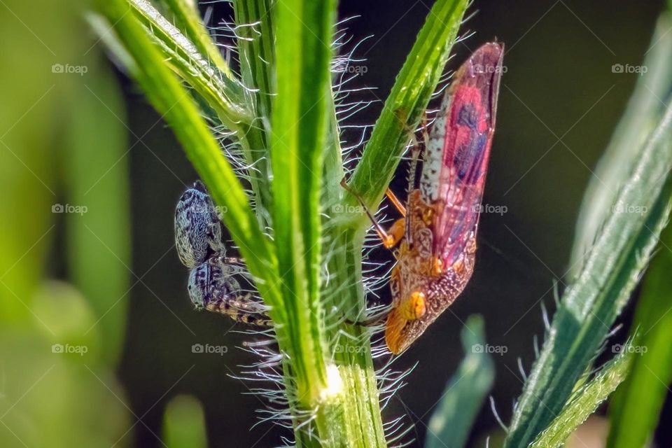 A Glassy-winged Sharpshooter (Homalodisca vitripennis) and a Peppered Jumping Spider (Pelegrina galathea) agree to share a stem, as long as it stays between them.  