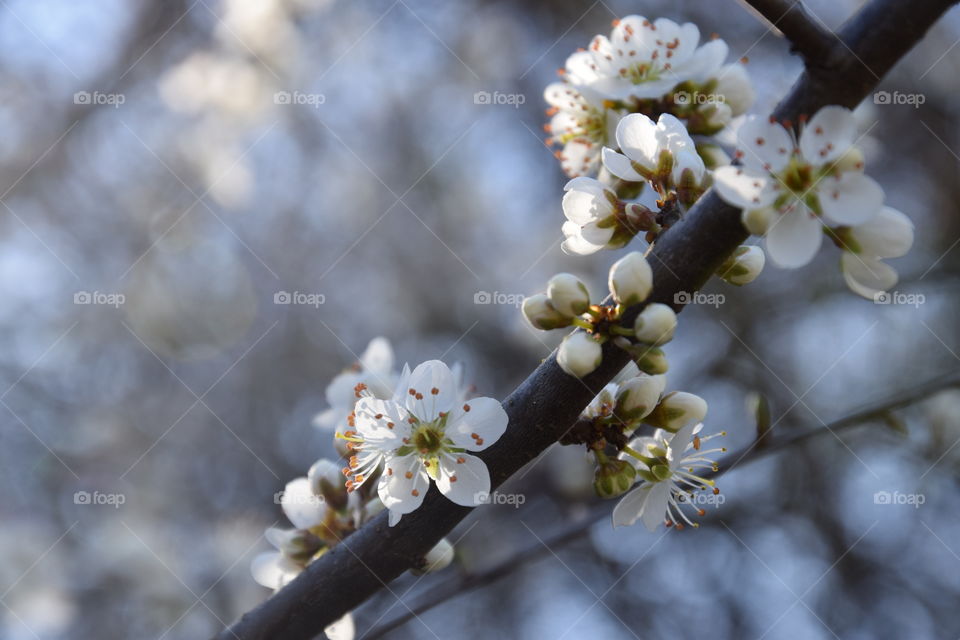 Spring time and flowering branch