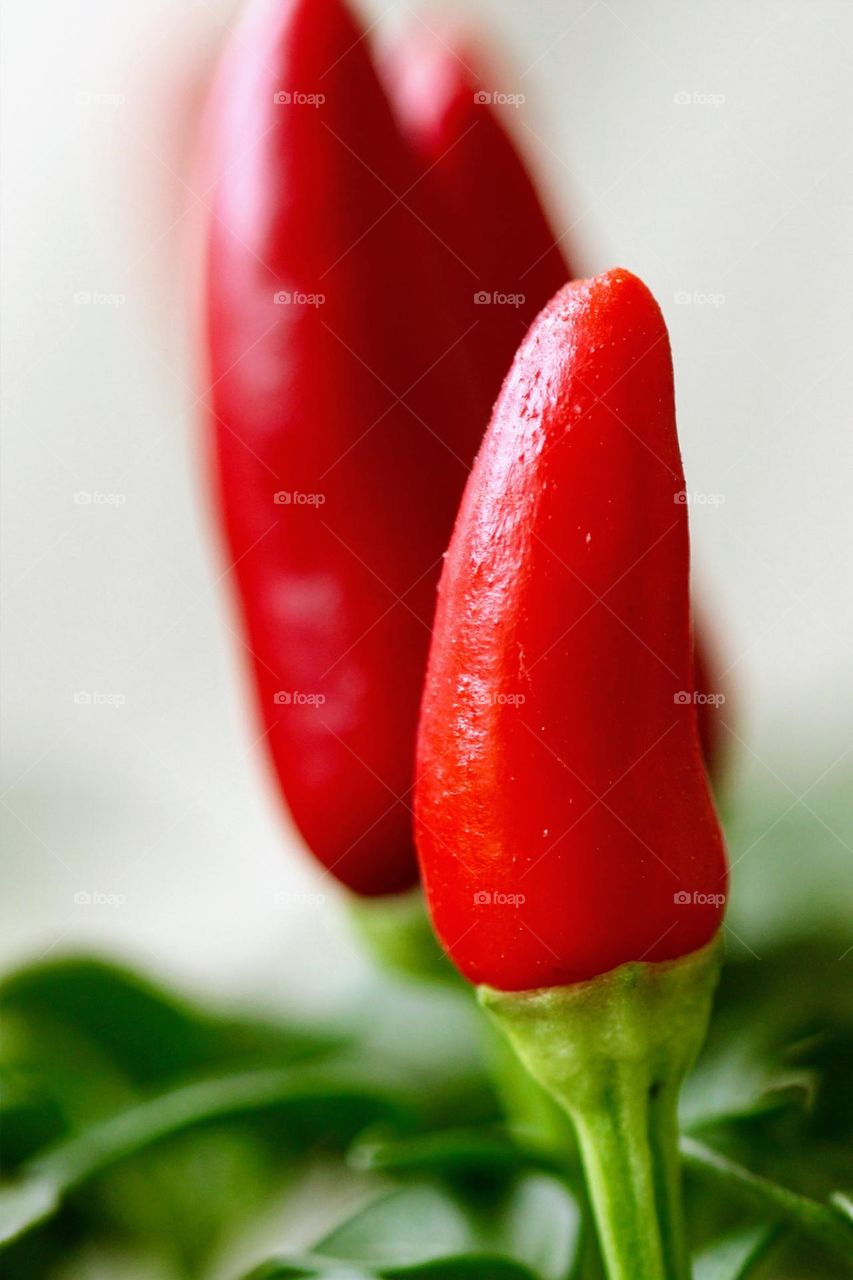 Close-up of a red Pepper 