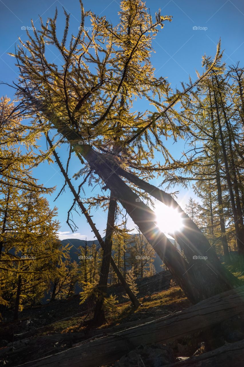 You can see the sunrise through the hole in the leaning subalpine larch tree, early morning in the fall, with bright yellow colour in the trees