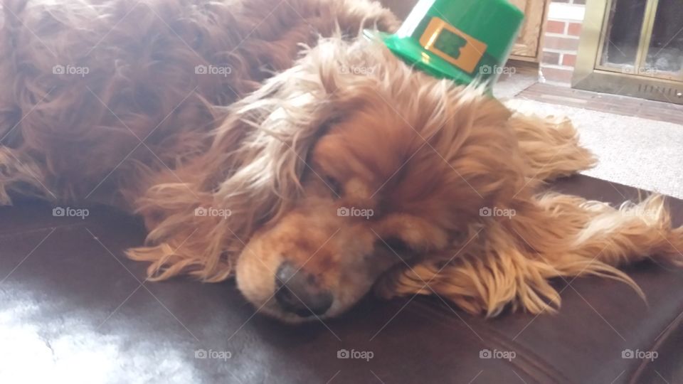 st. pattys dog