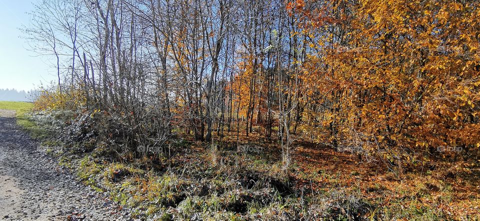 Herbstwald