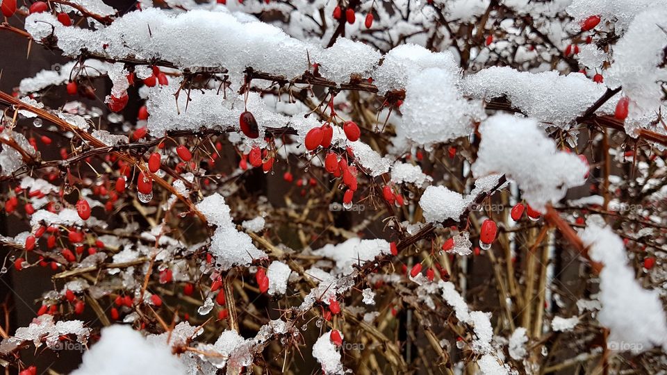 Snow on red berries branches - snö på röd Berberies grenar , röda bär 