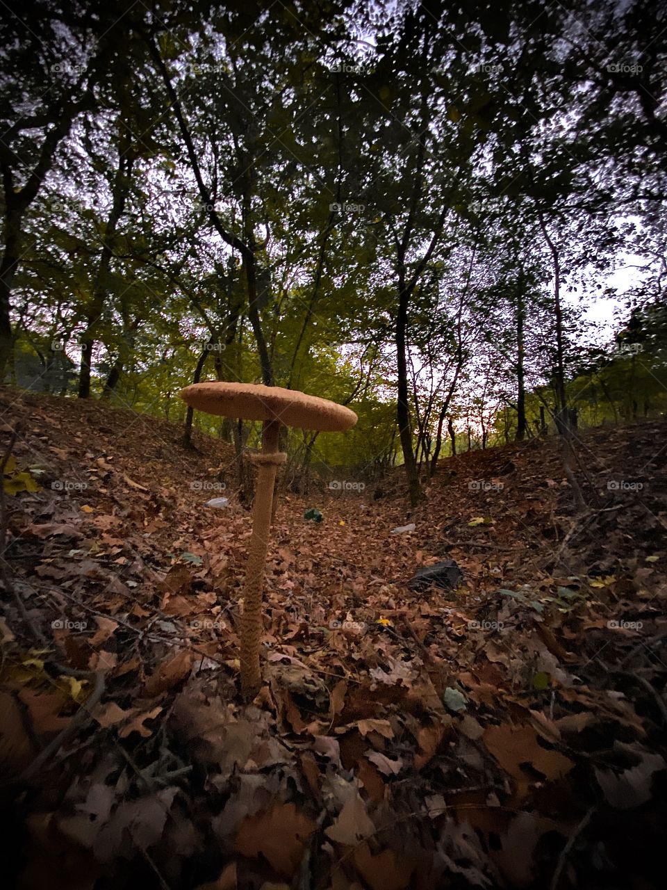 Umbrella in the nature 