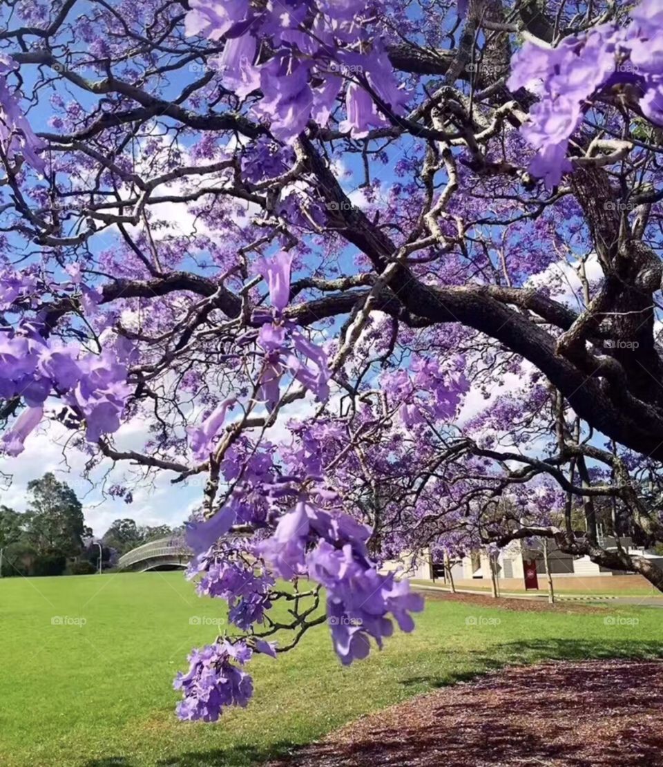 Tree, Flower, Garden, Park, Flora