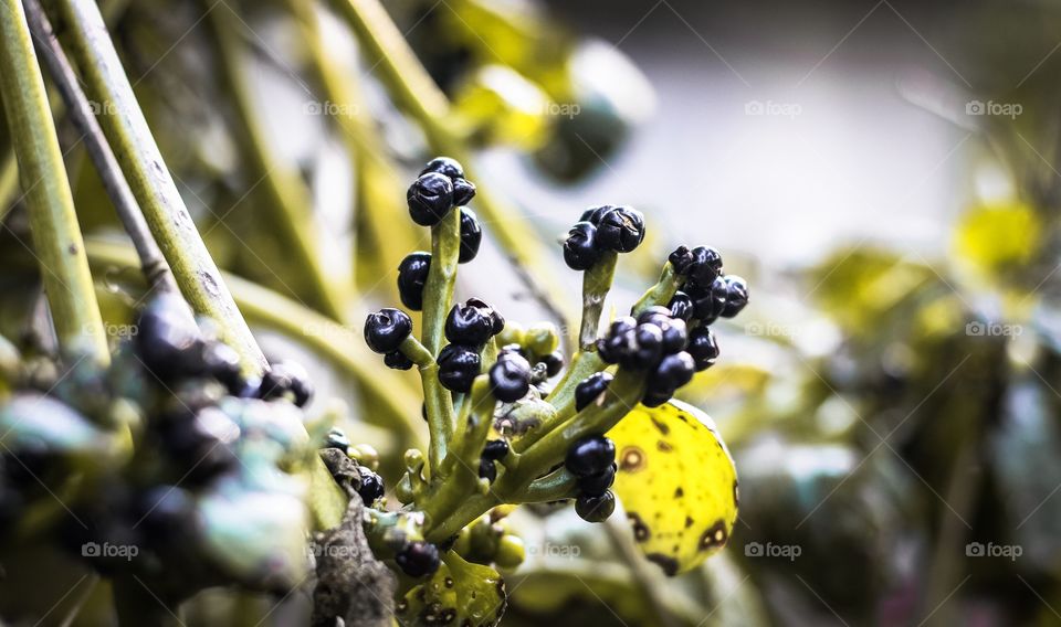 Beautiful seeds macro photography 
