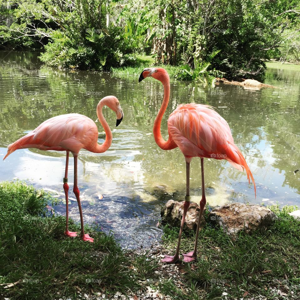 Jungle gardens. Flamingos feeding 