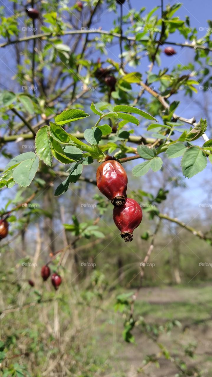 rosehips
