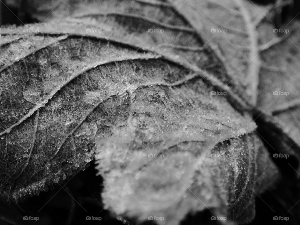 Herbstblatt in schwarzweiss