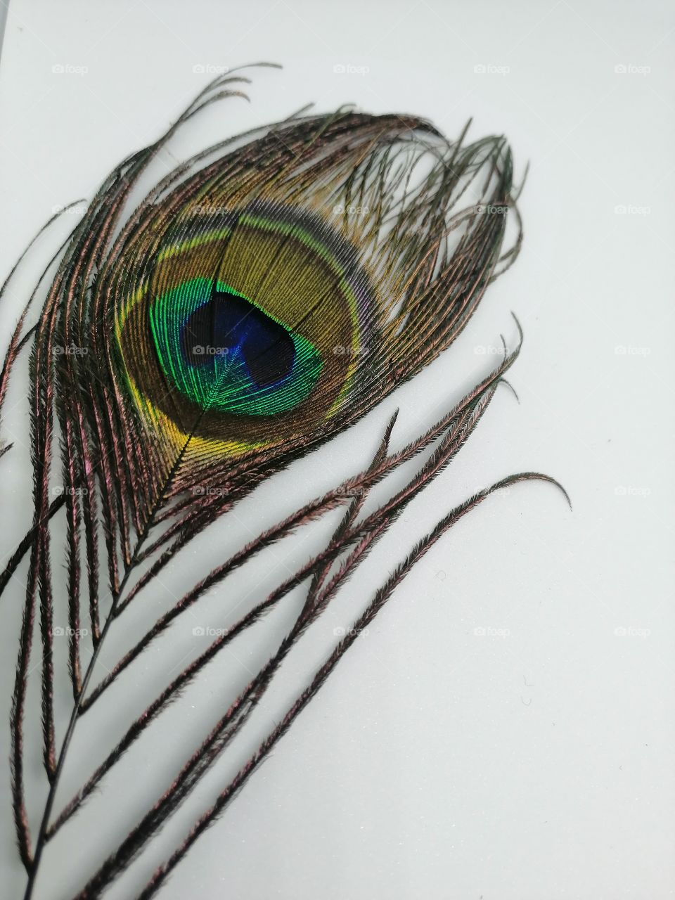 Beautiful Peacock feather on white background.