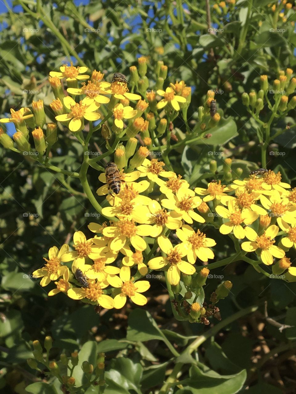 Yellow tiny flowers from a succulent plant