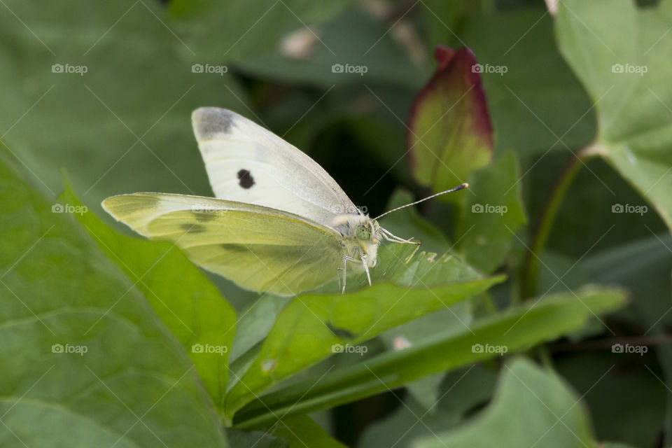 White green butterfly on leaf, close-up