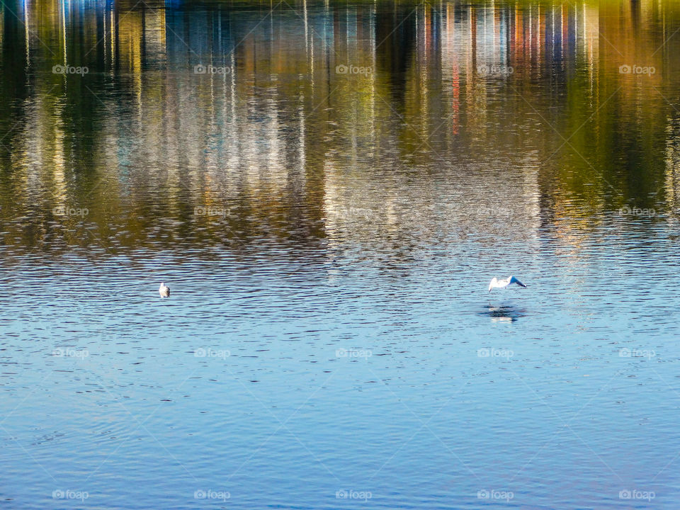 Reflexes birds nature water lake
