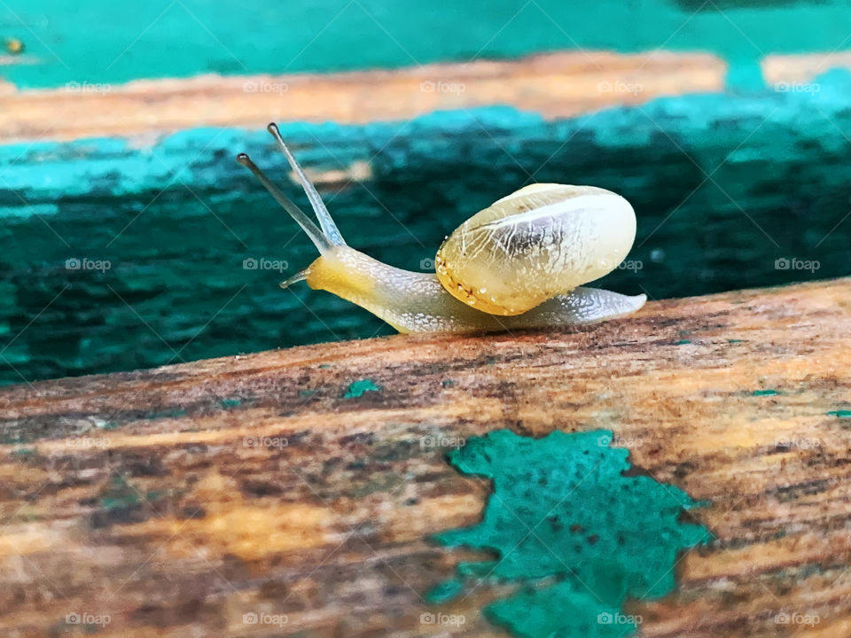Tiny snail 