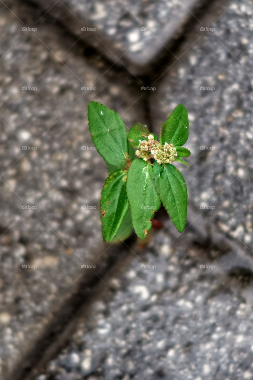 Hardy Weed Growing Out of Crack in Sidewalk