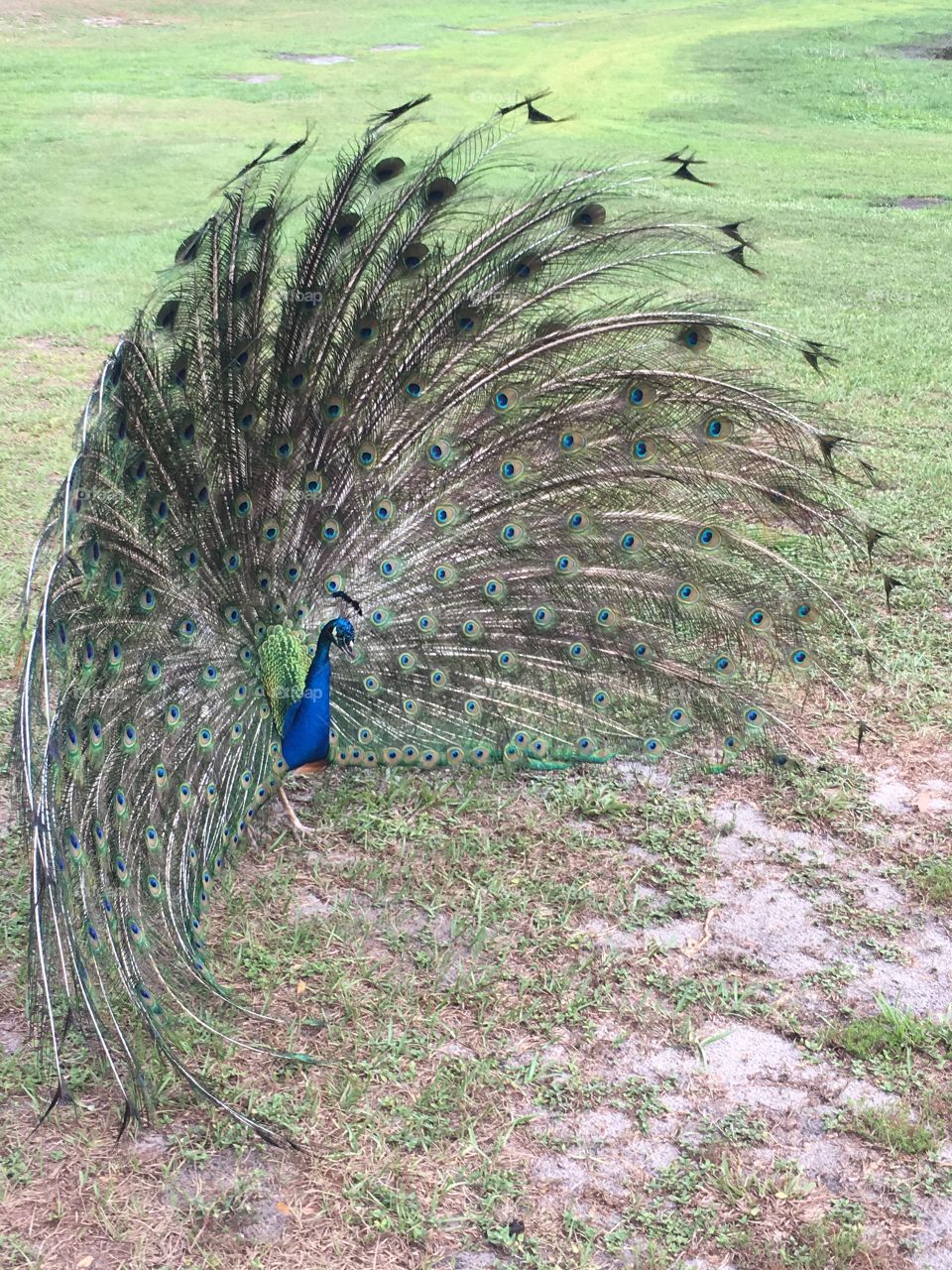 Side view of a beautiful peacock in Florida 