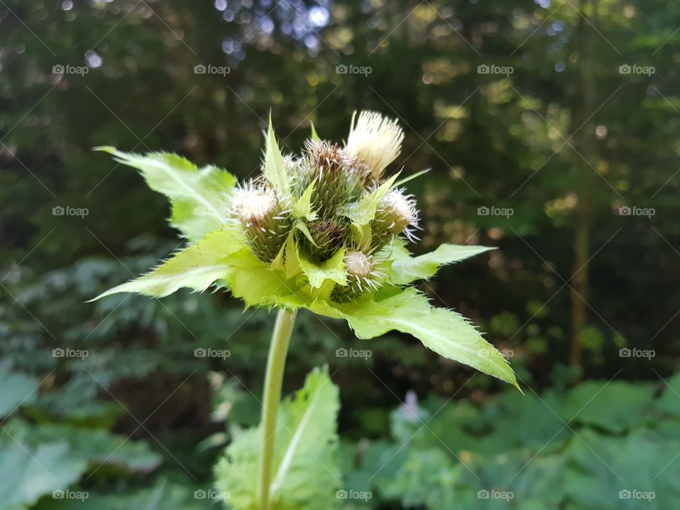 Wild nature - thistle flower