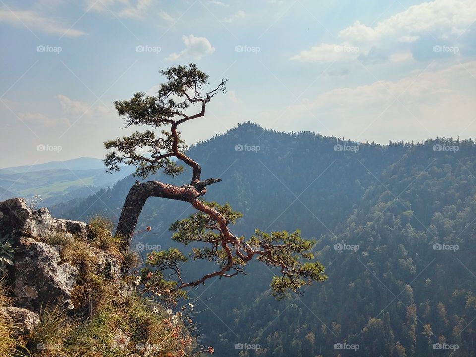 Mountain pine