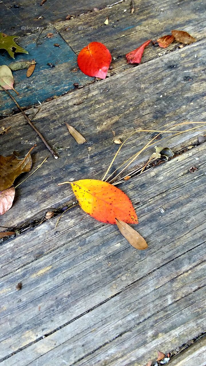 first sign of autumn fall leaves laying on the deck