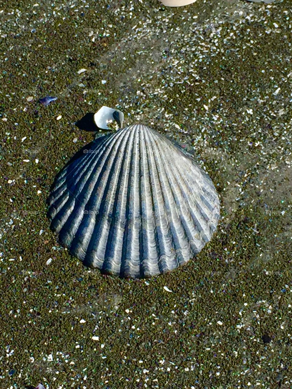 seashell