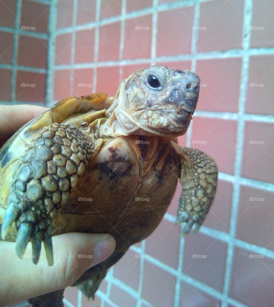 turtle pet beautiful portrait mobile photography