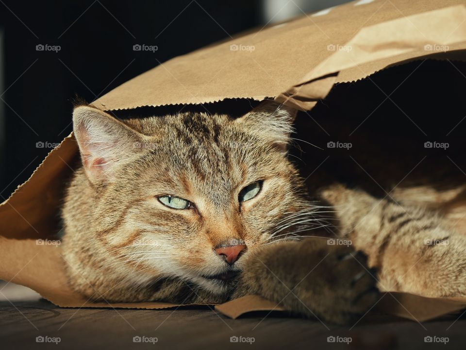 Cat relaxing in paper bag