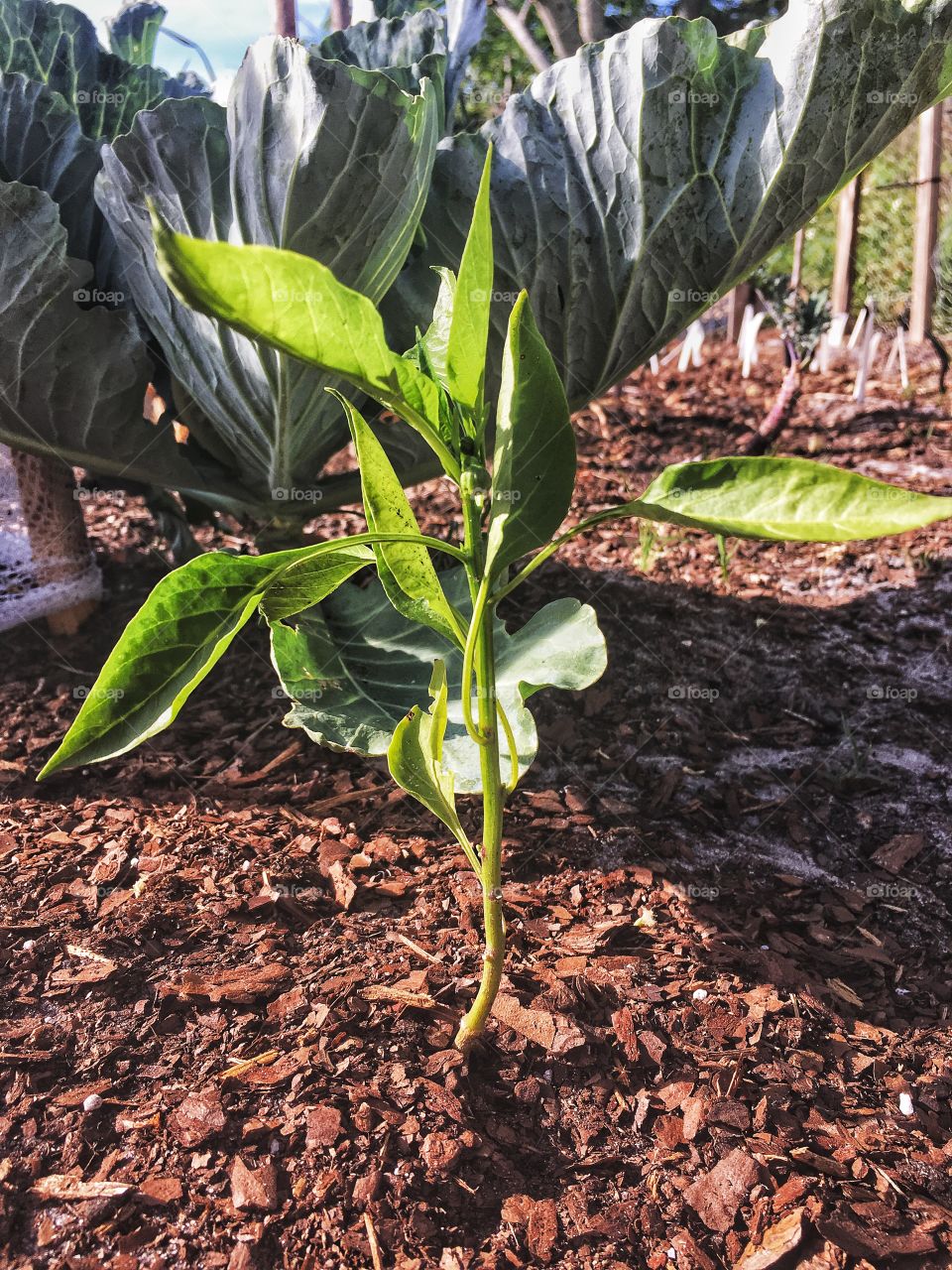 Bell pepper plant enjoying the sunshine with cabbage patch in the background 