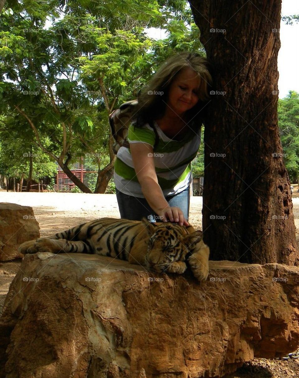 Tiger in Thailand 