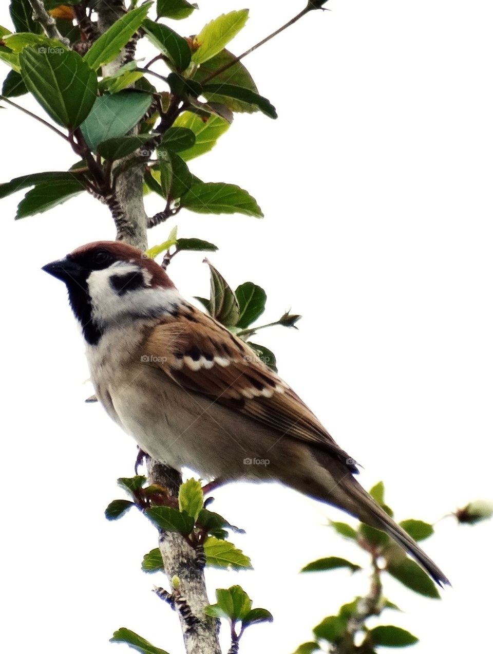 A Sparrow