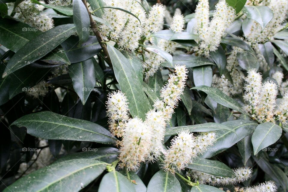 beautiful floral splendor