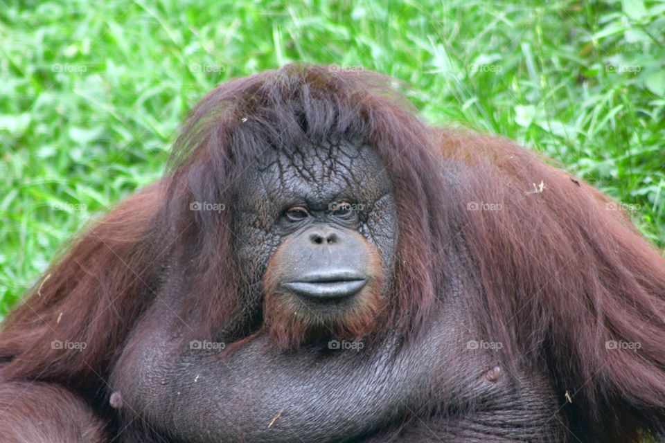 orang utan. unhappy orang utan
