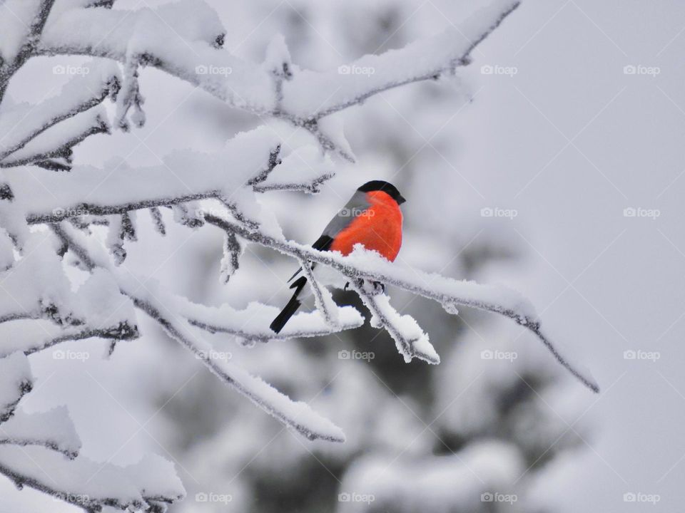 Bullfinch on winter snow brunch 