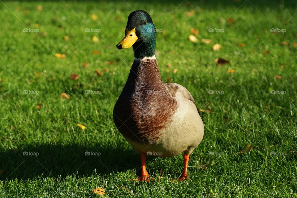 Close-up of mallard duck