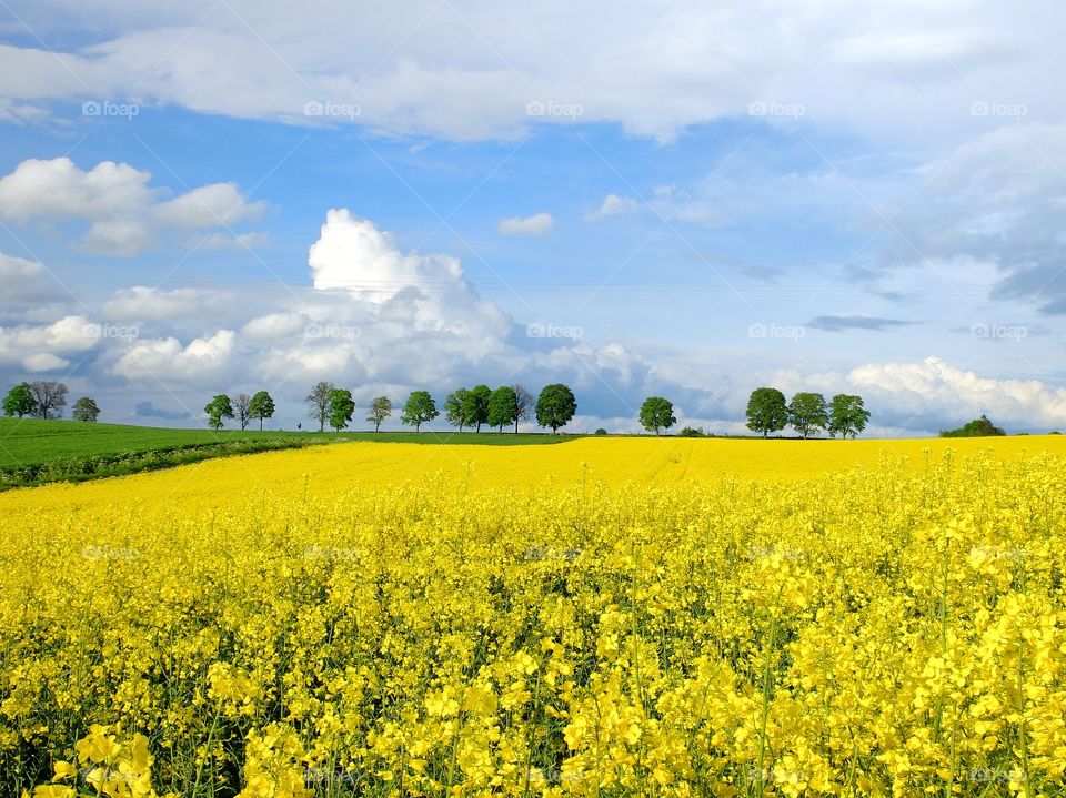 Yellow. Rape field