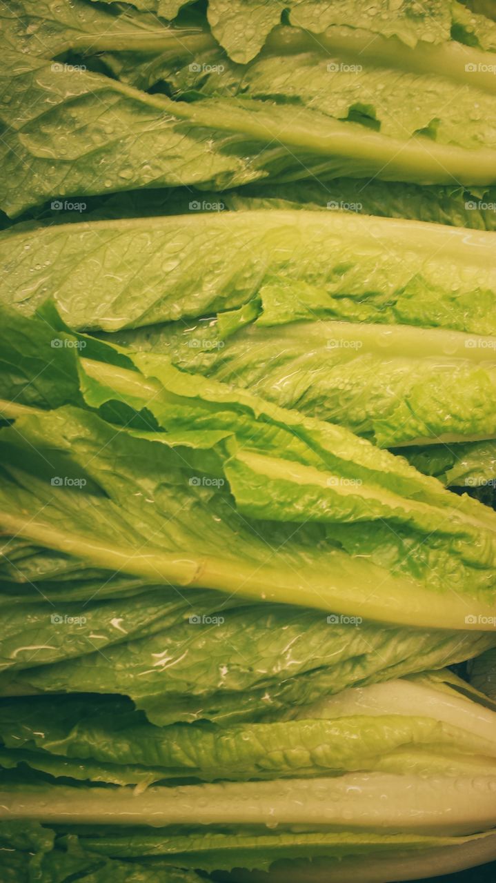 Lettuce Leaves