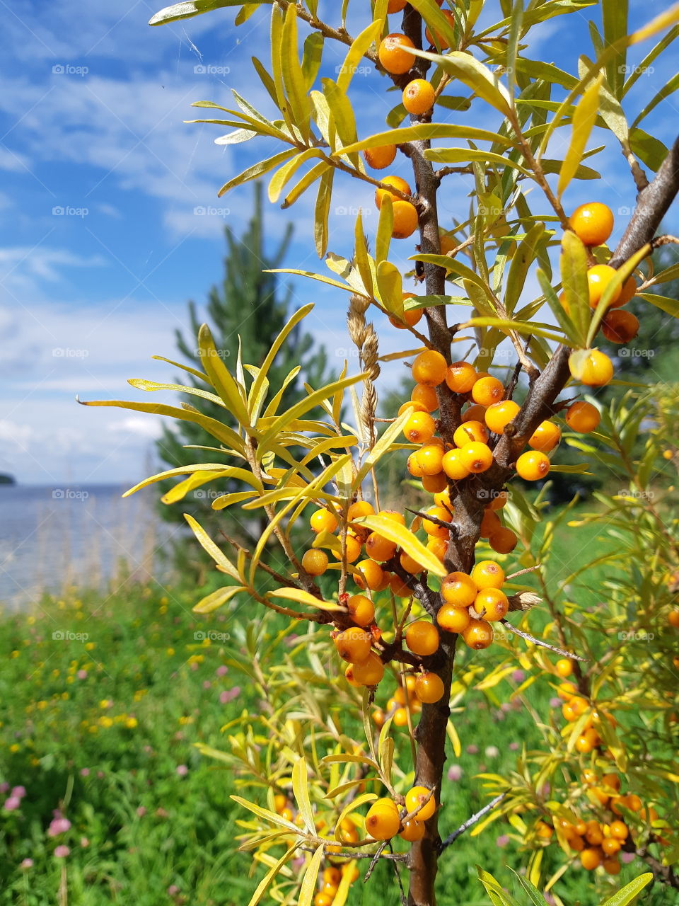 sea-buckthorn