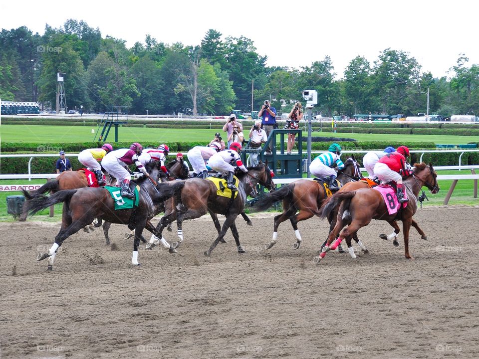 Saratoga 2015. First race of opening day! Horses breaking from the gate in front of the grandstand. 
zazzle.com/Fleetphoto 