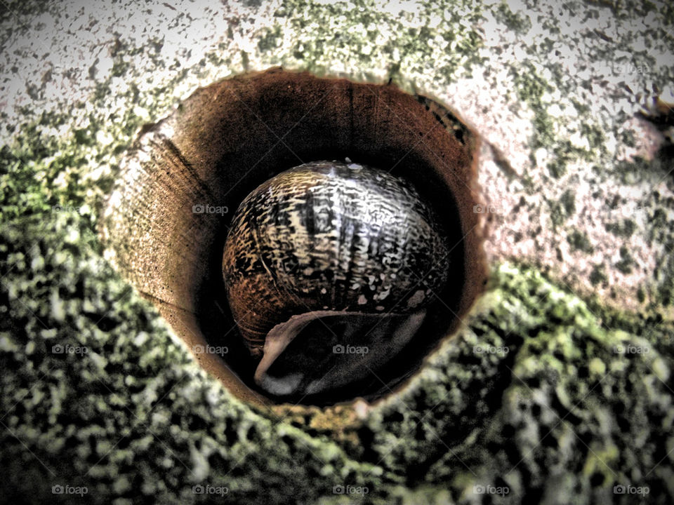 the house home snail by gordynodrog