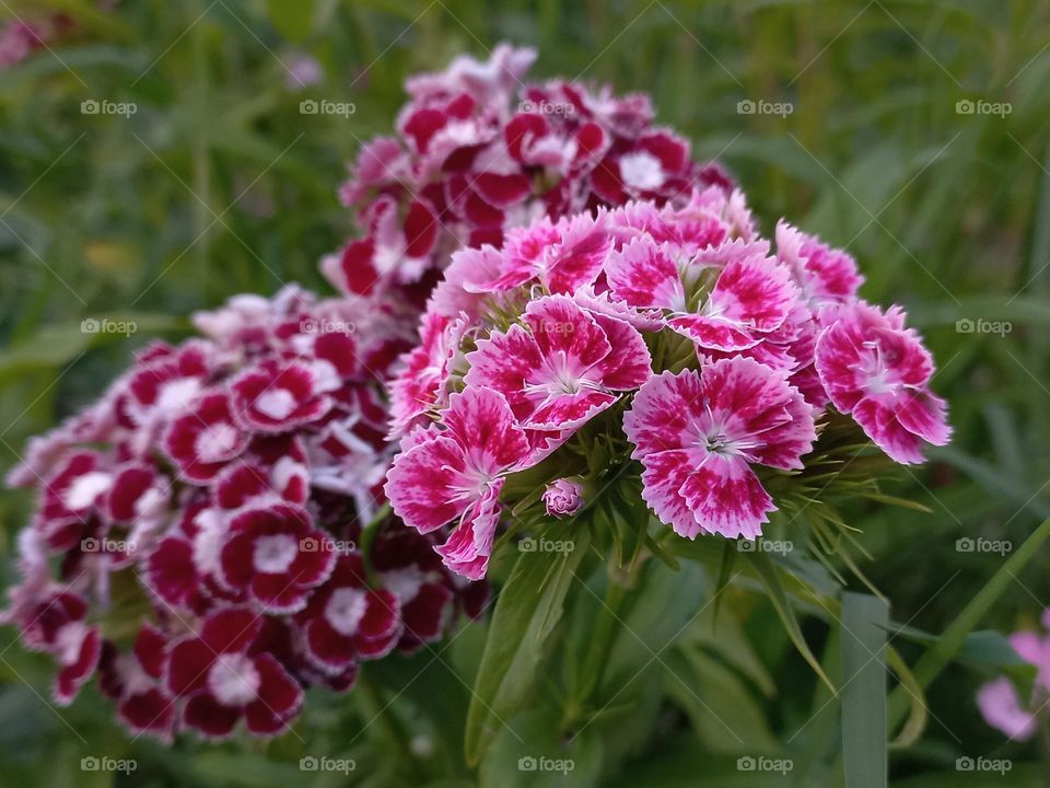 pink and dark red carnation.