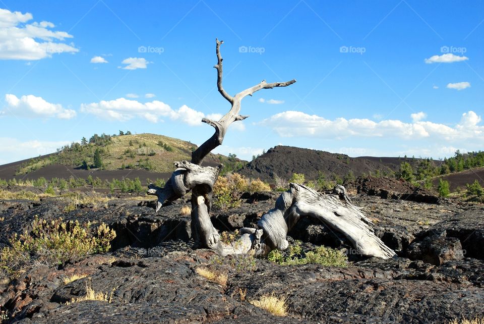 Driftwood on landscape