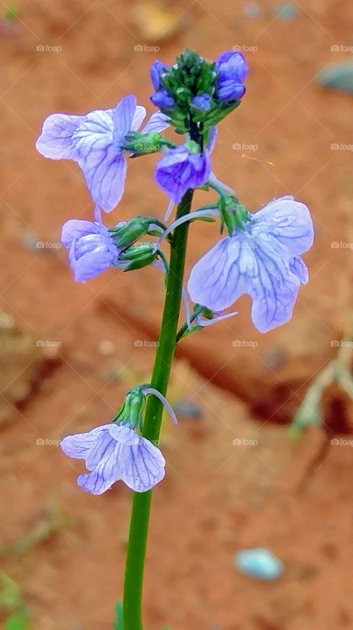 purple flowers